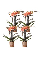 Orchidea ZESTAW PROMOCYJNY 4 pomarańczowe