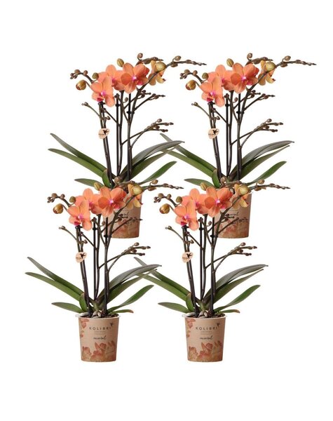 Kolibri Orchids Orchidea