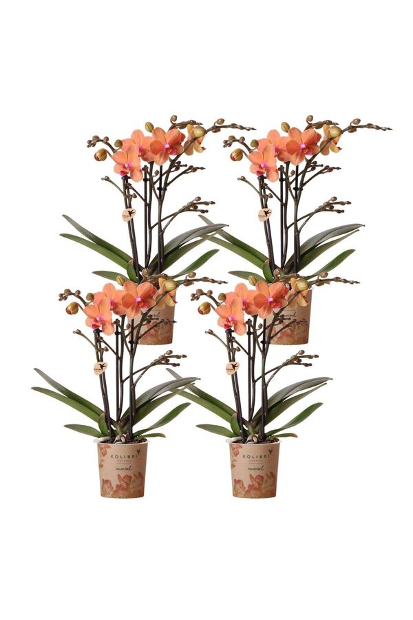 Orchidea ZESTAW PROMOCYJNY 4 pomarańczowe