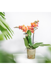 Orchidea ZESTAW PROMOCYJNY 4 pomarańczowe