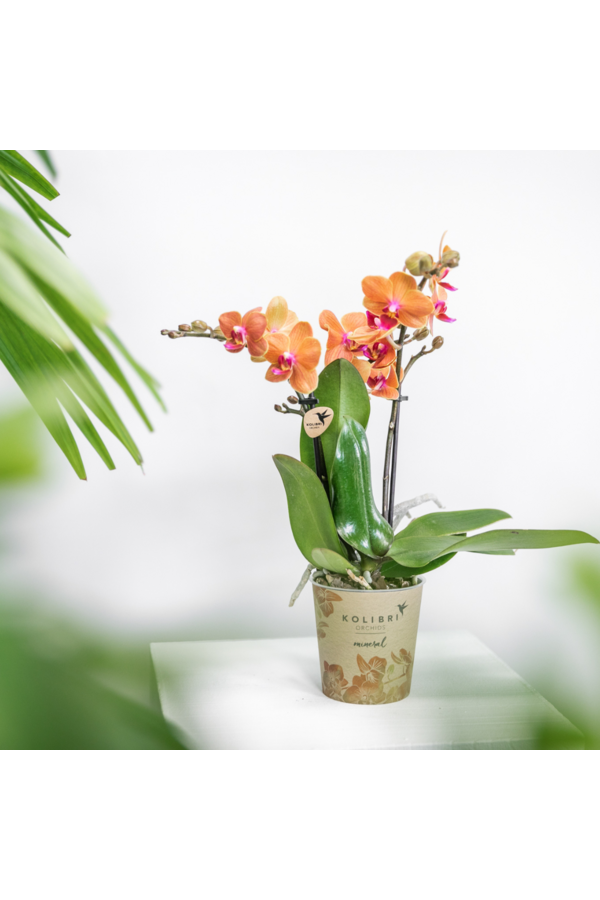 Orchidea ZESTAW PROMOCYJNY 4 pomarańczowe