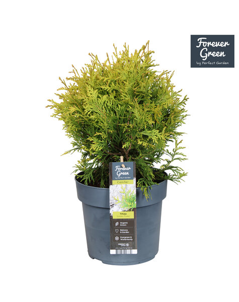 Thuja occidentalis Golden Globe P19