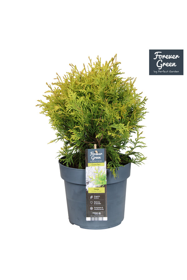 Thuja occidentalis Golden Globe P19