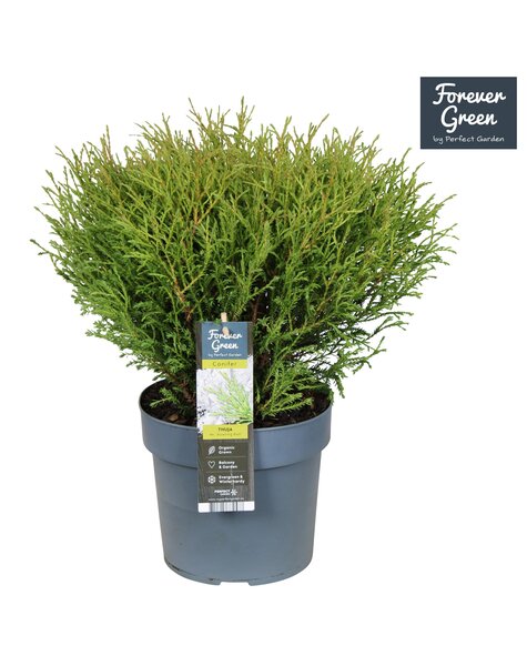 Thuja occidentalis Mr. Bowling Ball P19