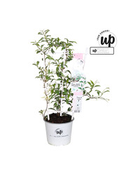 Trachelospermum Star of Milano P19