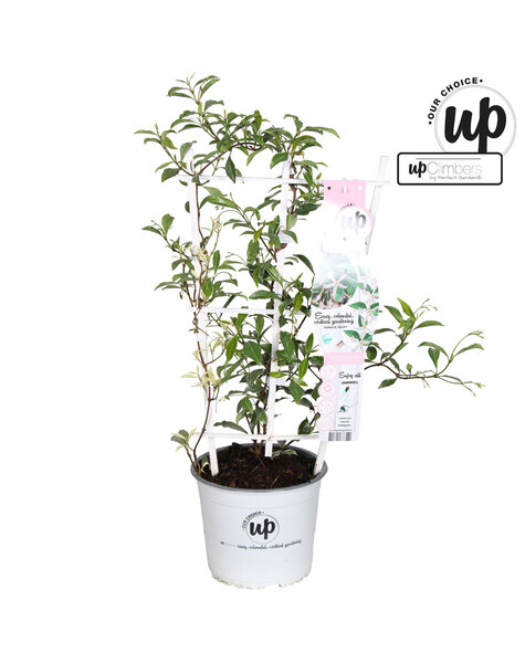 Trachelospermum Star of Milano P19