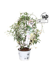 Trachelospermum Star of Milano P19