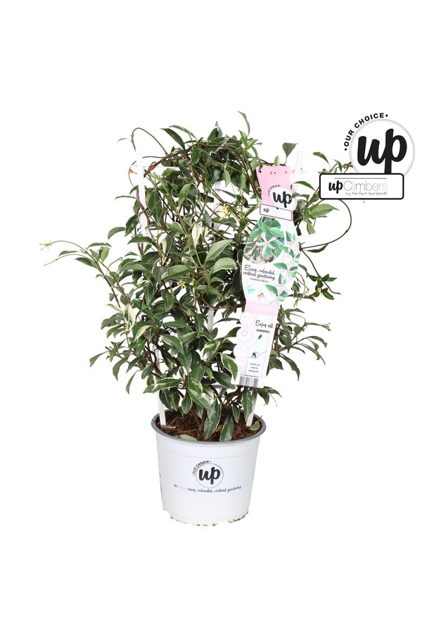 Trachelospermum Star of Milano P19