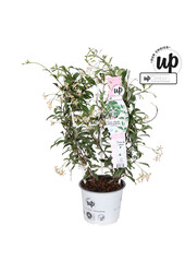 Trachelospermum Star of Milano P19