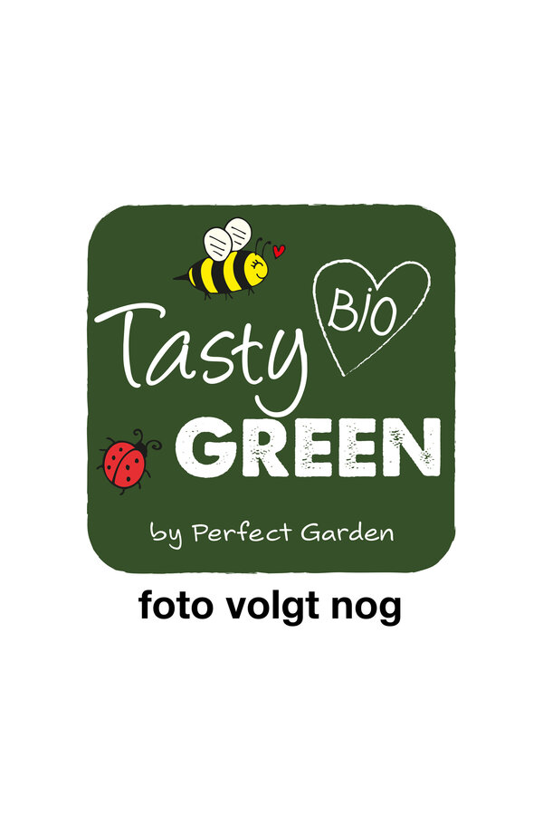 Rubus Tayberry Bio P19
