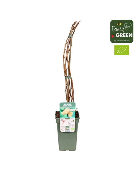 Rubus idaeus Schlaraffia Golddigger® Bio P19