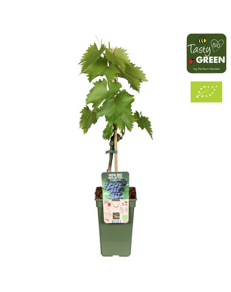 Vitis Magdalena Bio P19