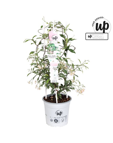 Trachelospermum jasminoides Star of Milano P23