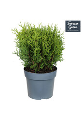 Thuja occidentalis Danica P19