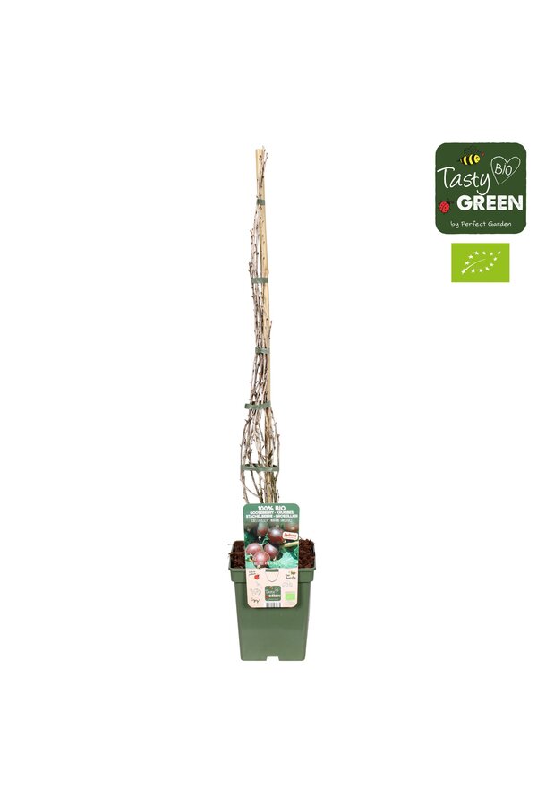 Ribes Easycrisp® Madame Sanssouci Bio P23