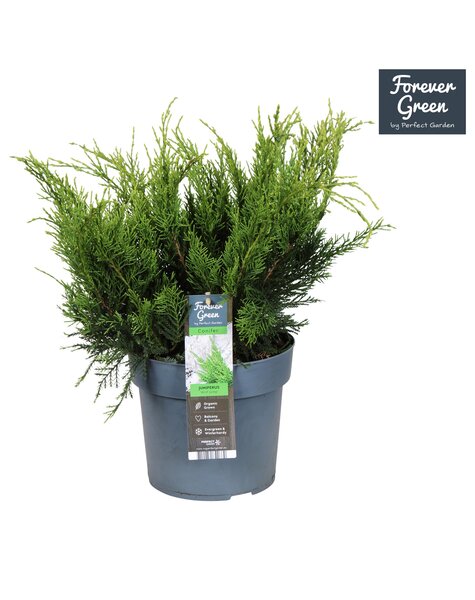 Juniperus x pfitzeriana Mint Julep P19
