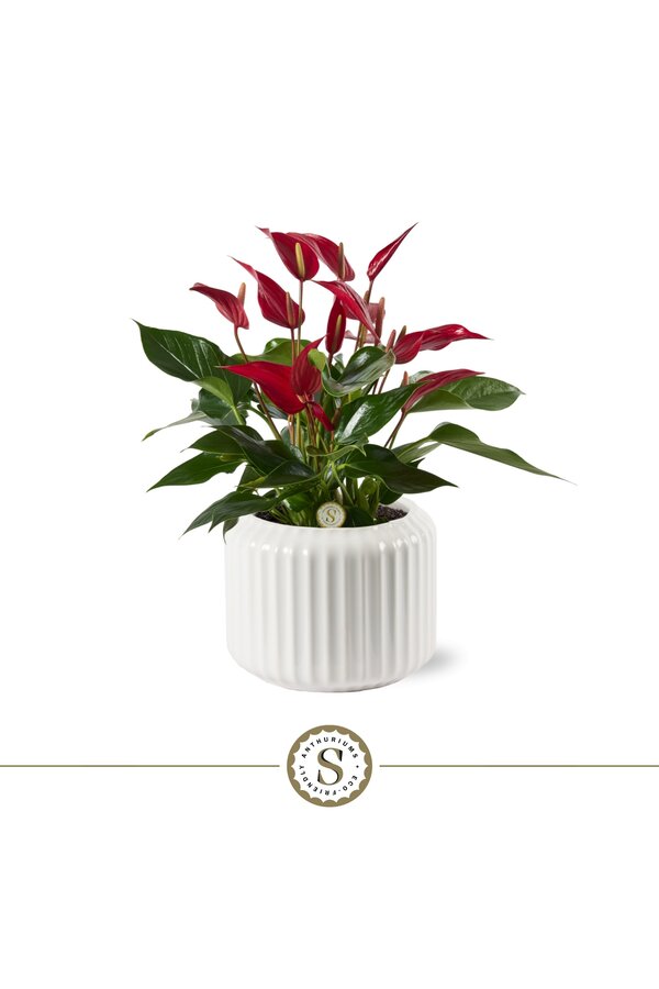 Anturium Roja w Bologna White
