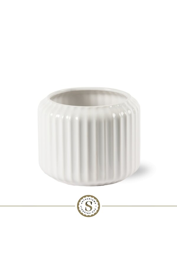 Anturium Roja w Bologna White