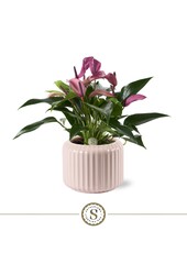 Anturium Zizou w Bologna Pastel