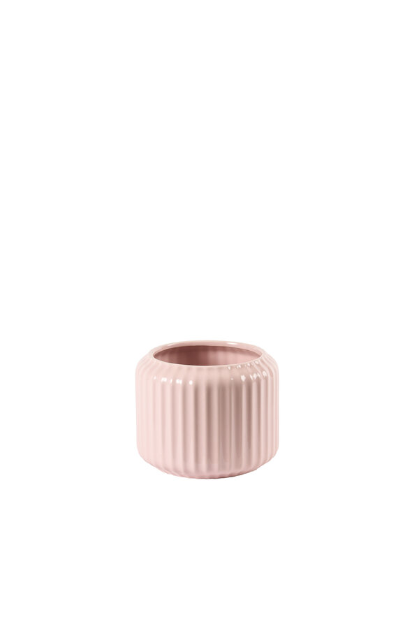 Anturium Zizou w Bologna Pastel
