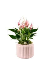 Anturium Lilli w Bologna Pastel