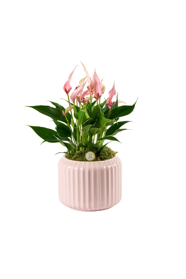 Anturium Lilli w Bologna Pastel