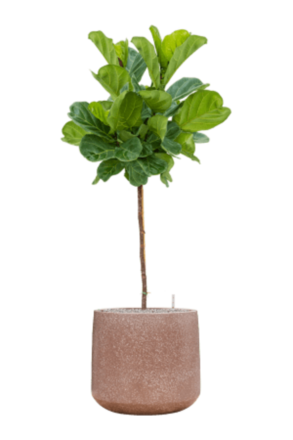 Baq Terrazzo Darcy Mocha