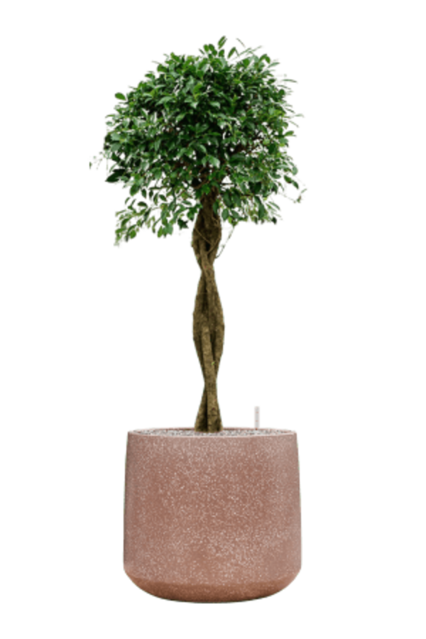 Baq Terrazzo Darcy Mocha