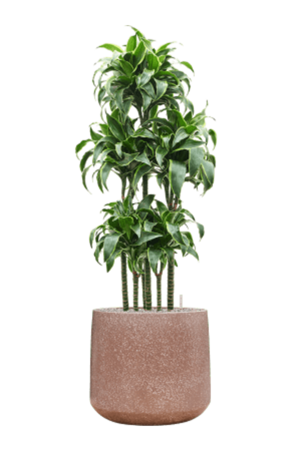 Baq Terrazzo Darcy Mocha