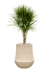 Baq Polystone Coated Plain Darcy Natural
