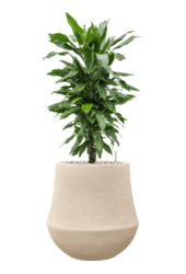 Baq Polystone Powlekany Gładki Darcy Naturalny