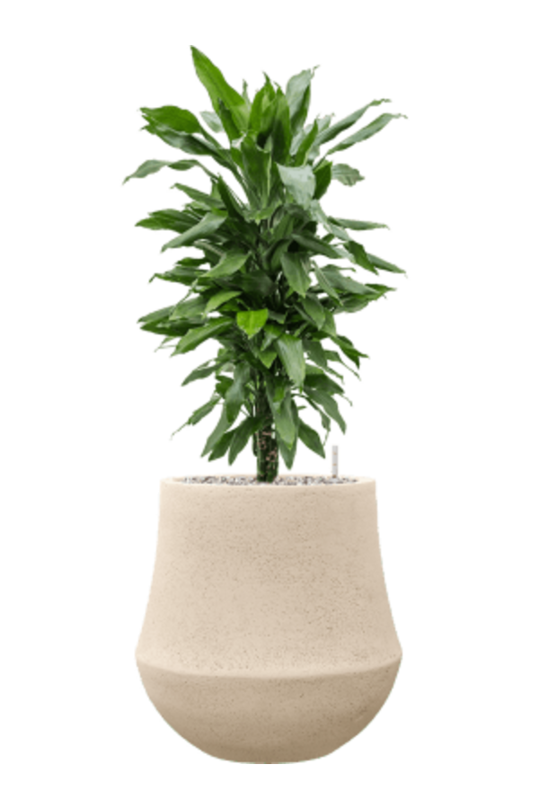 Baq Polystone Powlekany Gładki Darcy Naturalny