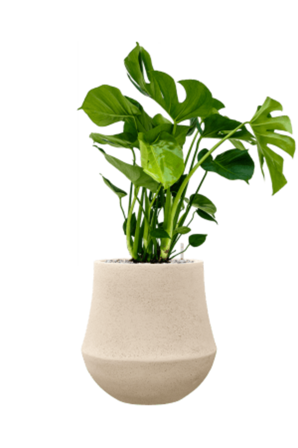 Baq Polystone Powlekany Gładki Darcy Naturalny