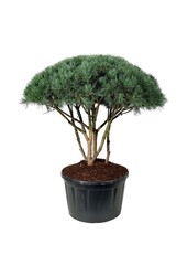 Sosna Pinus Watereri