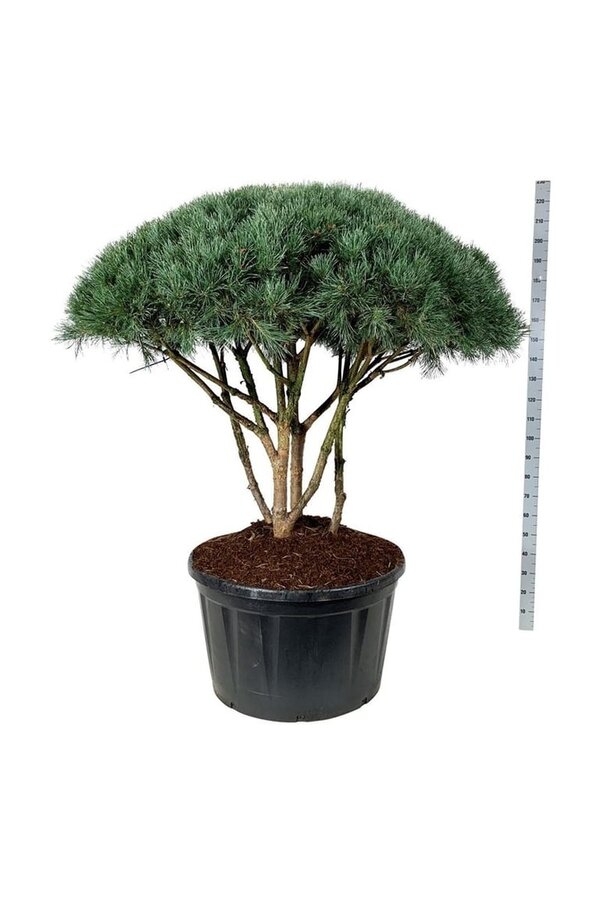 Sosna Pinus Watereri