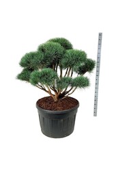 Sosna Pinus Watereri