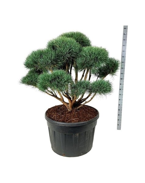 Pinus