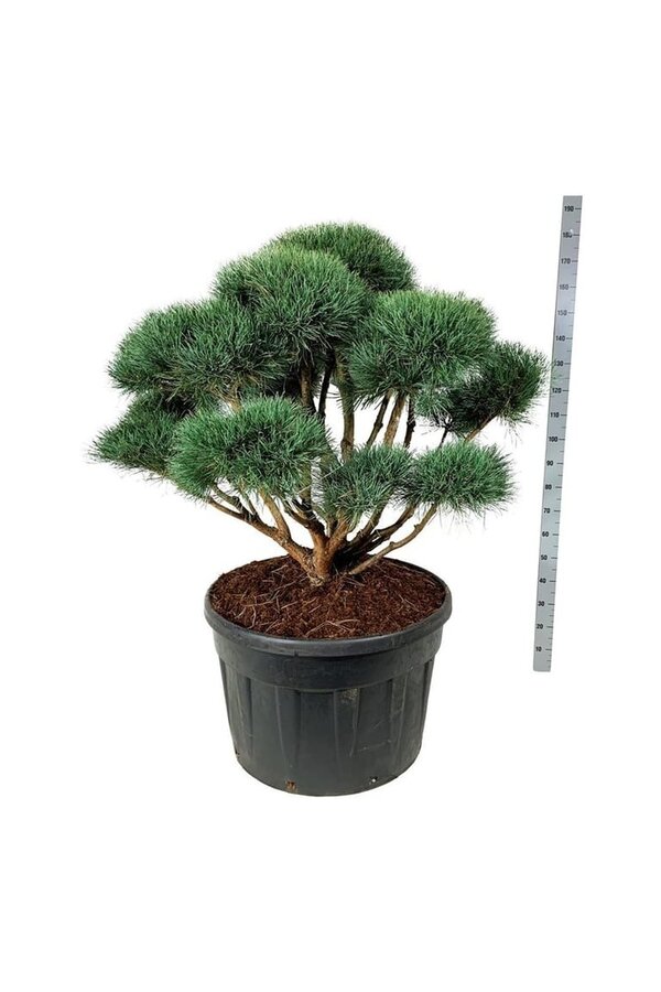 Sosna Pinus Watereri