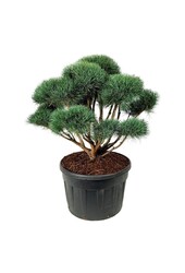 Sosna Pinus Watereri