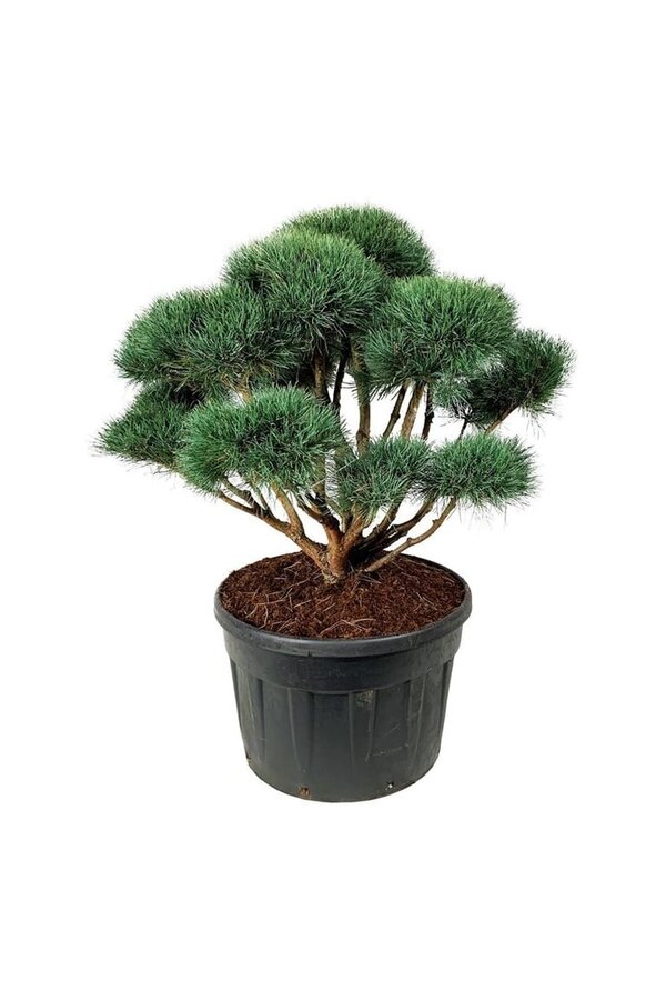 Sosna Pinus Watereri
