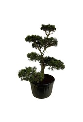 Sosna Pinus contorta