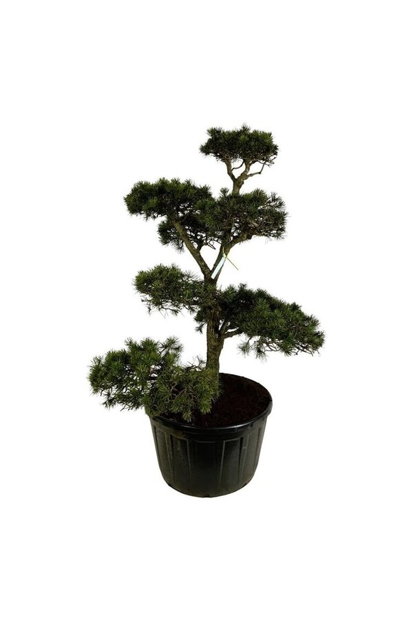 Sosna Pinus contorta