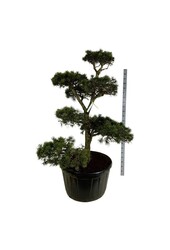 Sosna Pinus contorta