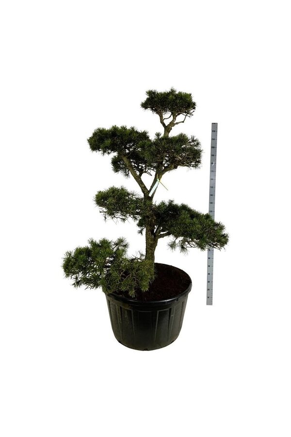 Sosna Pinus contorta