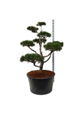 Sosna Pinus contorta