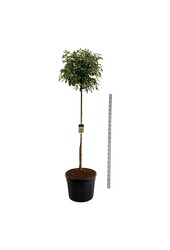 Świdośliwa Photinia fraseri Red Robin