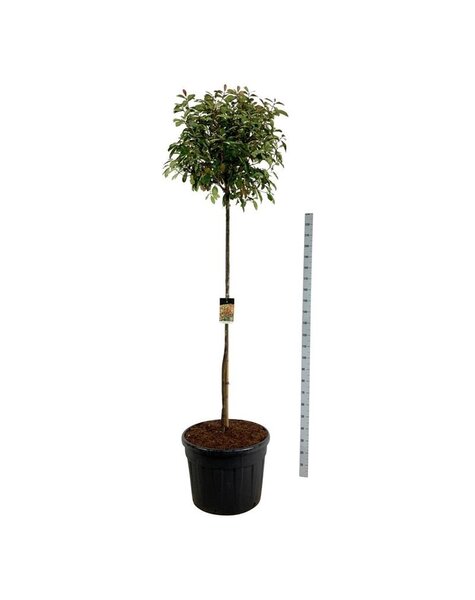 Photinia