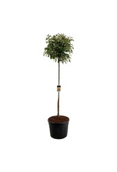 Świdośliwa Photinia fraseri Red Robin