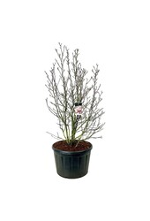 Drzewo bobrowe Magnolia Soulange’a