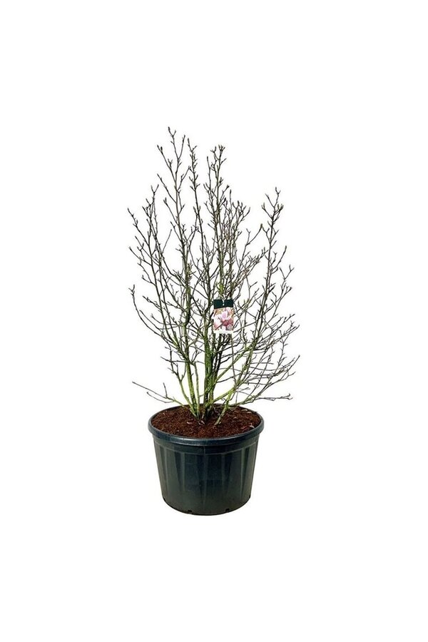 Drzewo bobrowe Magnolia Soulange’a